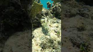 Spotted Trunkfish Cayman Islands 2024 travel snorkeling caymanislands fishnerd [upl. by Atinus131]