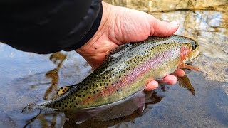 Fly Fishing a Beautiful Trout stream  A winter fly fishing adventure [upl. by Assirral627]