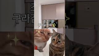 아빠돈 훔친 아들의 최후 고양이 법냥이 [upl. by Marni]