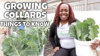 Growing Collard Greens  Things to Know  Bonus Tip [upl. by Goodrow]