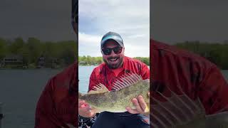 Walleye fishing with KastKing Spartacus II Spinning Reel amp WideEye Walleye Rod shorts fishing [upl. by Agneta518]