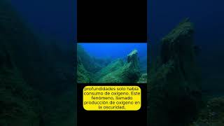 Producción de Oxígeno en el Fondo del Pacífico  shorts datos oceano oxigeno [upl. by Us]