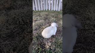 Holland Lop Snowball intently scoping his surroundingshighalert bunnyrabbit senses cute alert [upl. by Nivak414]