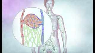 The lymphatic drainage system  Cancer Research UK [upl. by Nnairb]