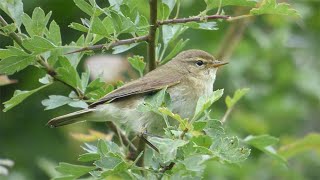 Chiffchaff Song and Contact Call [upl. by Descombes]