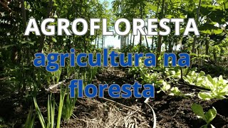 Como é uma agrofloresta [upl. by Eigram]