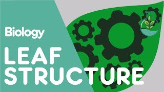 Structure Of The Leaf  Plant  Biology  The FuseSchool [upl. by Aeneg383]