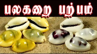 cypraea moneta பலகறை யின் மருத்துவம் palagarai parpam uses [upl. by Aekim]