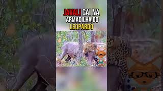 Javali cai na armadilha do Leopardo  PARTE 2 animals animaisselvagens leopardo javali [upl. by Trever]