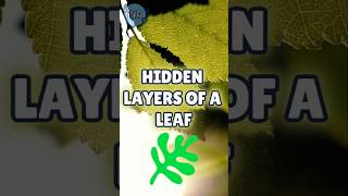 Discovering the Hidden LAYERS of a Leaf [upl. by Janith]