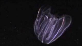 Lobate Ctenophore in Bocas del Toro [upl. by Voss]