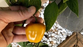 Orange Manzano pod test  2017 pepper review 32 [upl. by Gerhan]