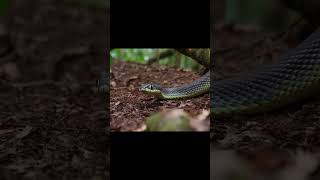 Snake snakevideo shortsvideo rainforestlife animalsanimation amazonforest [upl. by Karrie]