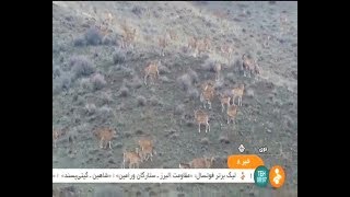 Iran Marakan natural protected area Autumn 98 Armenian mouflon census قوچ و ميش ارمني [upl. by Anayik]