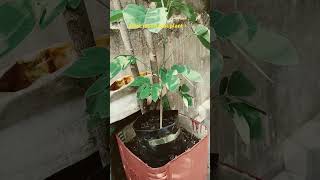 Best medicinal plant in India terracegarderning rooftopgarden ytshorts viralshort [upl. by Renard180]