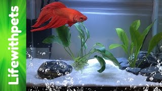 How to set up a Betta fish tank Basic planted Betta tank [upl. by Auhsaj]