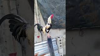 The best for the man fighting cockfighting chickenlovers [upl. by Hunt]