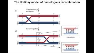 Homologous Recombination I [upl. by Omari]