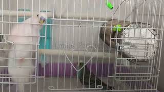 La llegada de Blu asusta a Pioli 🐦 budgies birds funny cute parati viralvideo [upl. by Atiuqin604]