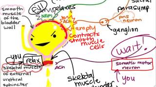 BIO160 Preview Video Lecture 14  Autonomic Nervous System [upl. by Nnylorac]