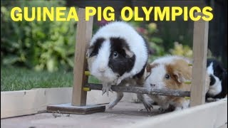 Guinea Pig Olympics  Parry Gripp [upl. by Nawuq]