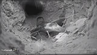 20171117 21h43m Bermuda Cahow Prepared the nest bowl [upl. by Ehrsam30]