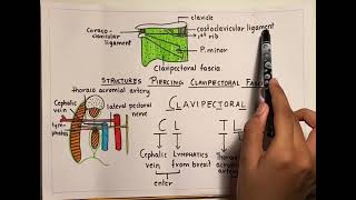 Clavipectoral Fascia [upl. by Ayyn515]