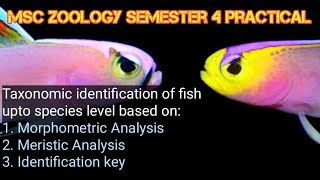 Taxonomic identification of fish upto species level [upl. by Terrie493]