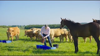 Goffs Arkle Sale Preview  Treannahow Stables [upl. by Inge915]