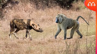 CÃO SELVAGEM vs BABUINO QUEM VENCE ESSA LUTA [upl. by Oirazan]