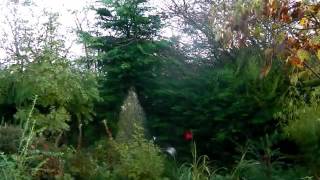 Bealtaine Cottage Permaculture [upl. by Cheyney]