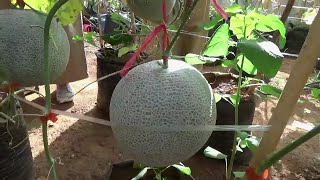 Panduan Menanam Melon Jumbo F1 Di Polybag Dalam Green House Dari Nol Sampai Panen [upl. by Fenn479]