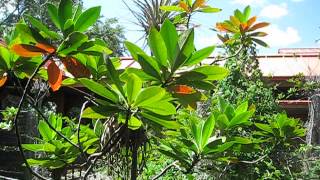 Gordonia lasianthus Loblolly Bay [upl. by Enenaej963]