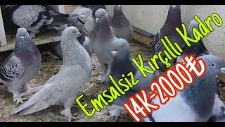 Emsalsiz Kırçıllı Oyun Kuşu [upl. by Aneis420]