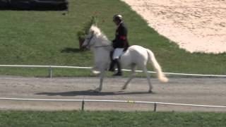 T1 Tölt BFinal WC Icelandic Horses  IslandpferdeWM VM Islandshästar 2013 [upl. by Leitman]