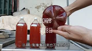 PSB培養實驗1【第三周】10到底行不行呢？ [upl. by Keviv]