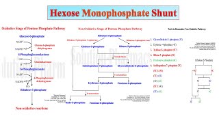 08 HMP Shunt Part 02  Significance of Hexose MonoPhosphate Shunt  PPP  Biochemistry [upl. by Siffre]