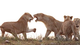 EPIC LION FIGHT at Sunrise 🦁 [upl. by Tran209]