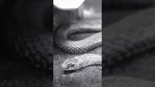 Elongated Snake ecosystemstudies [upl. by Batish]