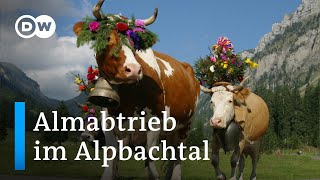 Almabtrieb im Alpbachtal  DW Reporter [upl. by Warram]