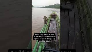 A wild macaque attacked and took refuge on a pirogue [upl. by Duval]