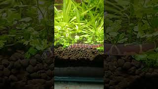 Condition Of Khuli Loach And Plants In My Planted Aquarium  Pets Vlogger [upl. by Lyrahc]