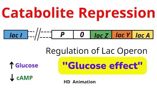 Catabolite Repression  cAMP CAP Glucose and Lac Operon [upl. by Rolandson613]