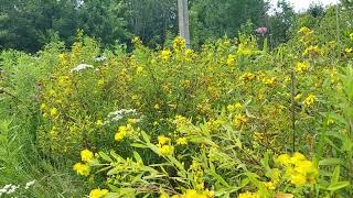 Shrubby St Johnswort and Common MountainmintTwo Great Plants for the Bees [upl. by Danna]