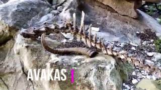 Avakas Gorge Nature Trail Part 4 Paphos Akamas Cyprus [upl. by Enidaj]