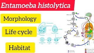 Entamoeba histolytica MorphologyLife cycle Habitat amphabit BSC 3rd year Zoologyhandwritten [upl. by Bonnie149]