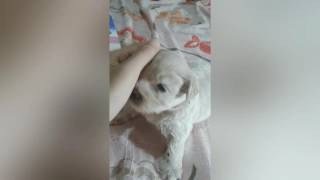 Desmame de filhote de cachorro quotPosso dar leite desnatado para o filhotequot [upl. by Niamjneb177]