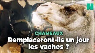 Au Salon de lagriculture les chameaux remplacerontils les vaches [upl. by Arres]