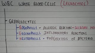 White blood cells classification  leukocytes classification  HAP1 [upl. by Eliza]