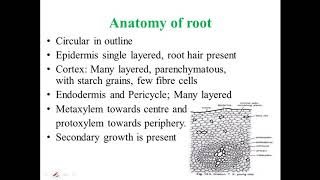 GnetumMorphology and Anatomy [upl. by Aeneas]